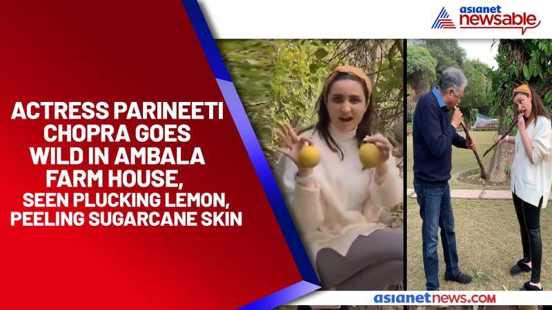 Actress Parineeti Chopra goes wild in Ambala farm house, seen plucking lemon, peeling sugarcane skin - ycb