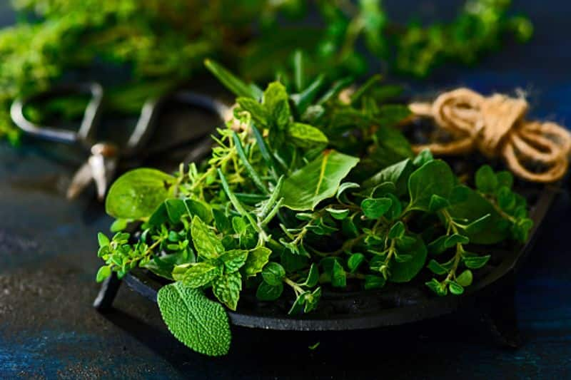 Madikeri Akashvanis Garden With Medicinal Herbs dpl