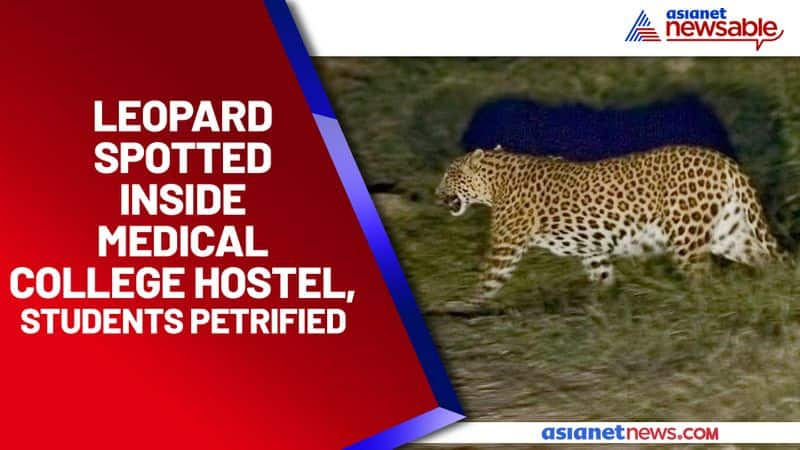 Leopard spotted inside medical college hostel, students petrified - ycb