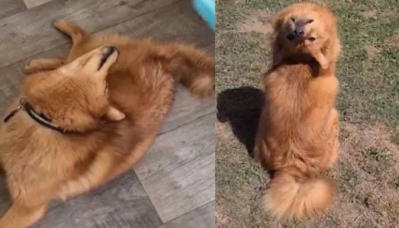 finnish spitz dog kiko rotates her head in 180 degree