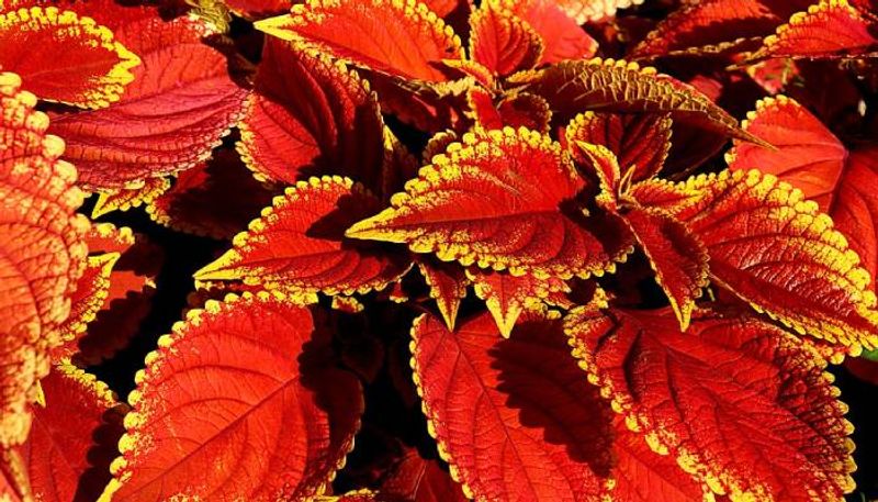 coleus how to grow in our home