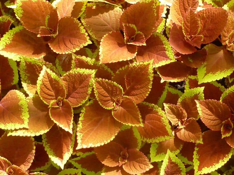 coleus how to grow in our home