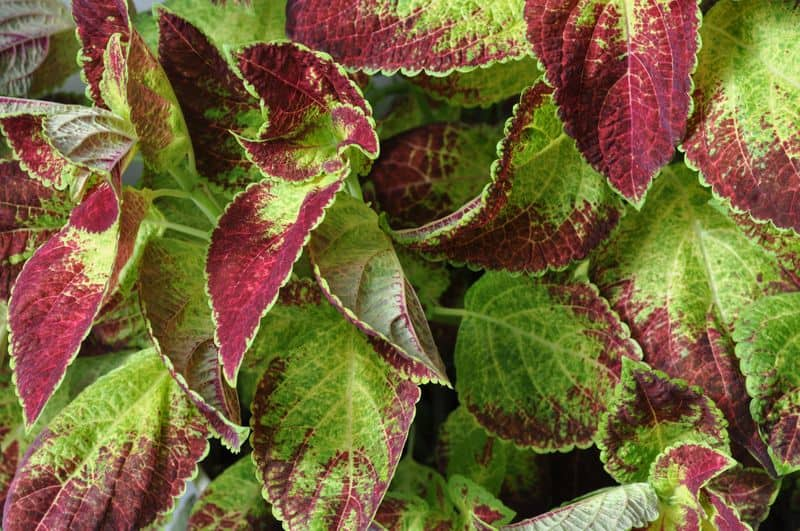 coleus how to grow in our home