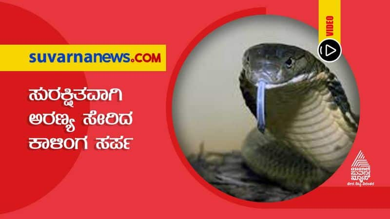 King Cobra Rescued From Bathroom in Karwar hls