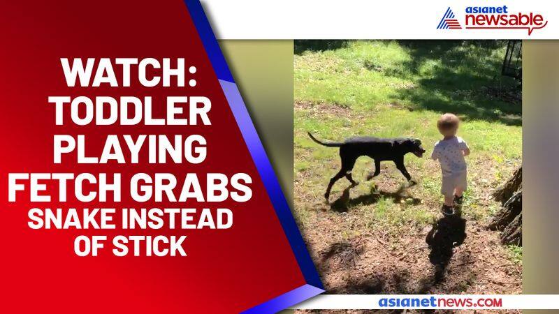 Toddler mistakes snake for stick while playing fetch with dog - gps