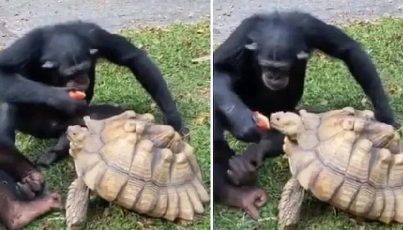 Chimpanzee shares apple with tortoise in adorable viral video