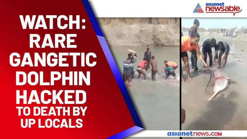 Gangetic Dolphin beat to death in Uttar Pradesh canal; Watch the video - gps