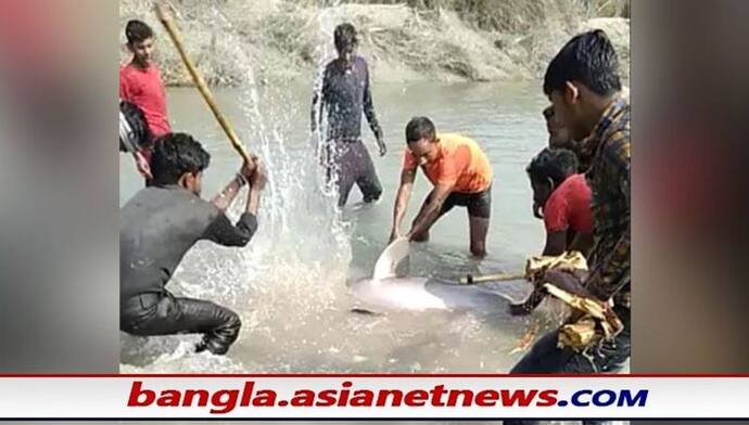 যোগী রাজ্যে ঘিরে ধরে পিটিয়ে-কুপিয়ে নিরীহ শুশুক হত্যা, নিষ্ঠুর ভিডিও হল ভাইরাল