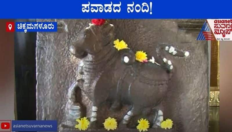 Growing Pavada Nandi in Chikkamagalur Karnataka mah