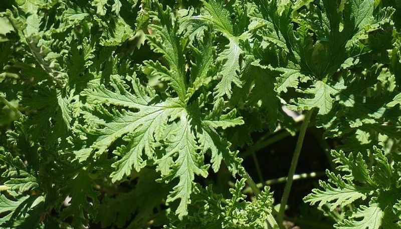 Citronella Plant or Mosquito Plant how to grow