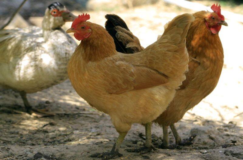 Coimbatore corporation allowed online egg and chicken sales