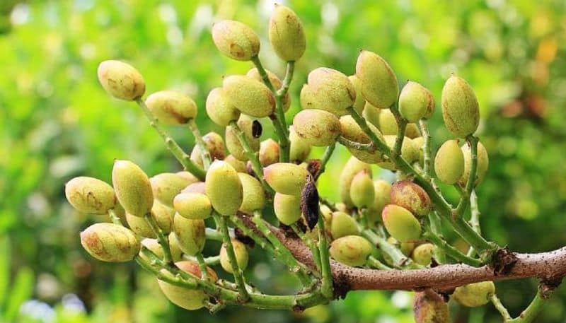 Pistachio organic farming