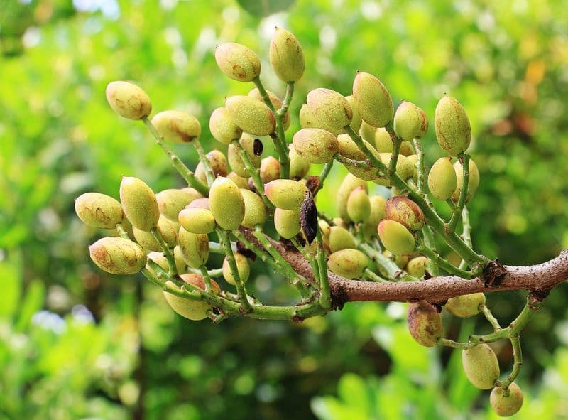 Pistachio organic farming