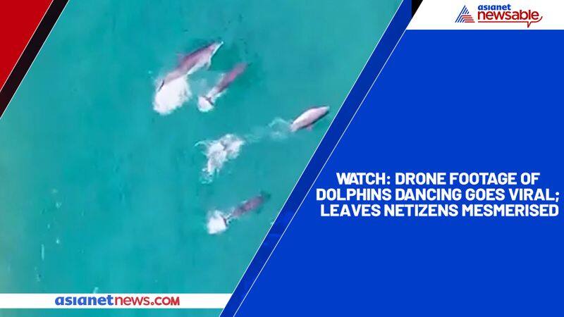 Watch Drone footage of dolphins dancing goes viral; leaves netizens mesmerised-tgy