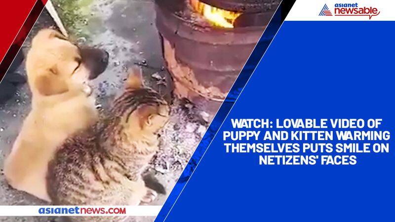 Watch Lovable video of puppy and kitten warming themselves puts smile on netizens' faces-tgy