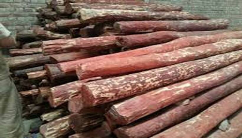 Red Sanders: అంత‌రించిపోతున్న‌ ఎర్ర చంద‌నం..