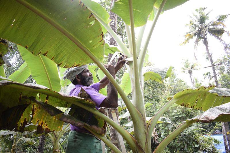 new technology to help banana farmers