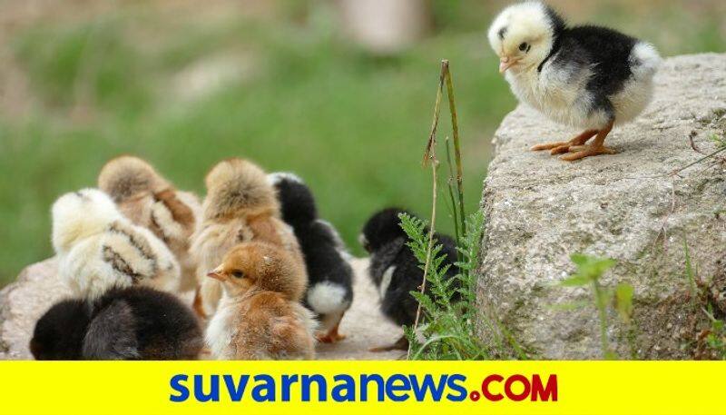 People rush to get chicks in forest dpl