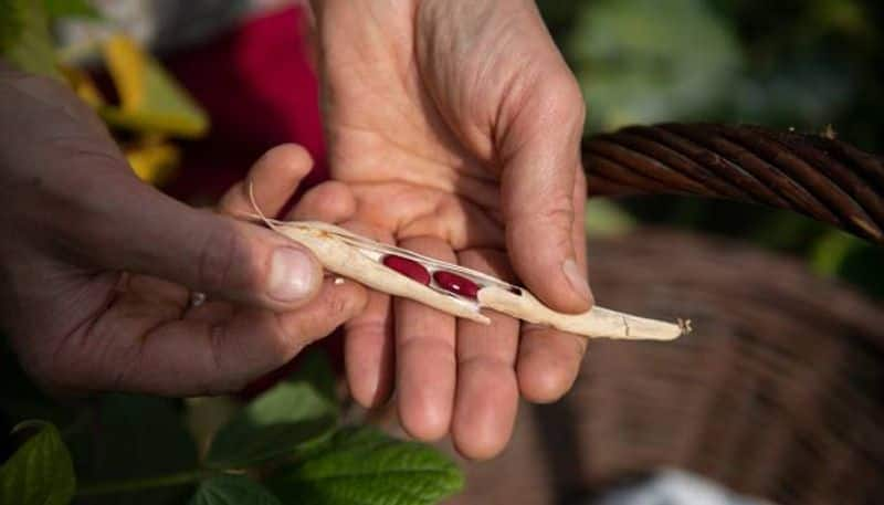 how to grow Kidney Beans in polyhouse