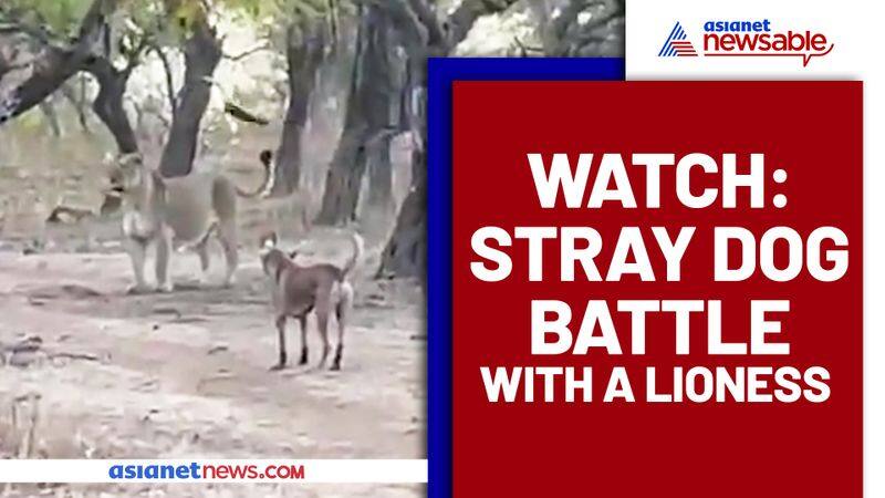 Dogs intense fight with a lioness goes viral: Check out video - gps