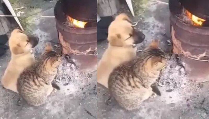 Video of Puppy and Kitten Warming Themselves Next to a Fire goes viral