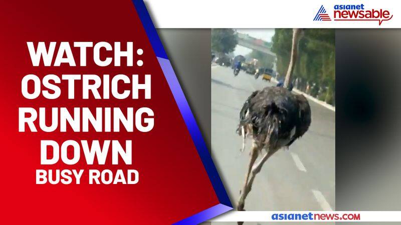 Viral video: Ostrich runs down busy road after escaping private zoo - gps