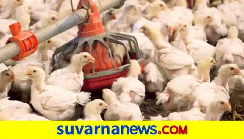 Fear of Bird Flu in Davanagere District grg