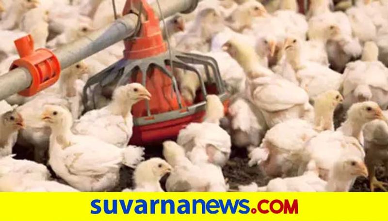 Fear of Bird Flu in Davanagere District grg