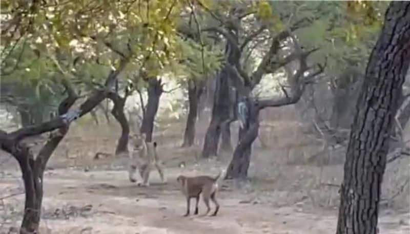 A Fearless Stray Dog Fights A Lioness