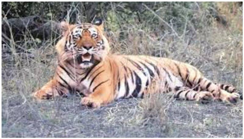 Male Tiger Killed Three People in Kodagu grg