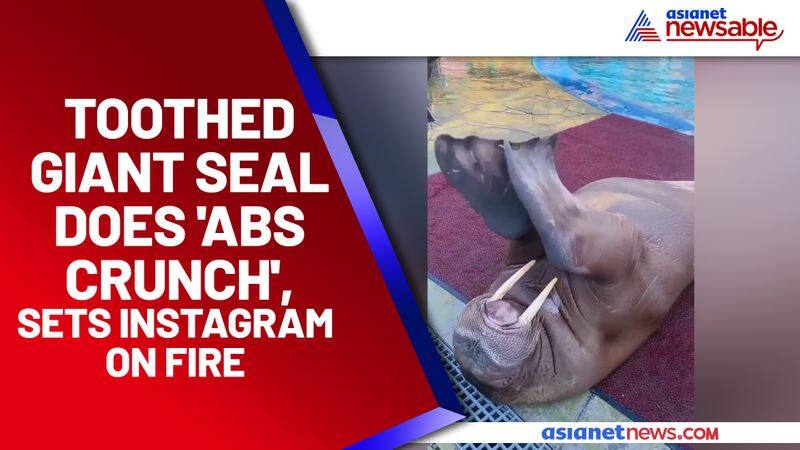 Toothed giant seal does 'abs crunch', sets Instagram on fire - ycb