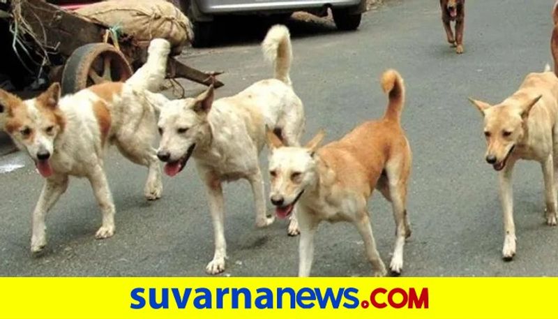 More than 3 lakh Stray dogs in Bengaluru dpl