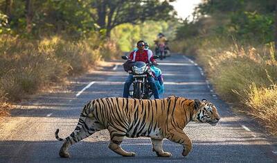 जब बीच सड़क आ गई ढाई सौ किलो की मौत, देखते ही बाइक सवार के उड़ गए होश