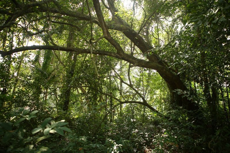 Manoj Kumar from Edavanakkad grew a fruit forest