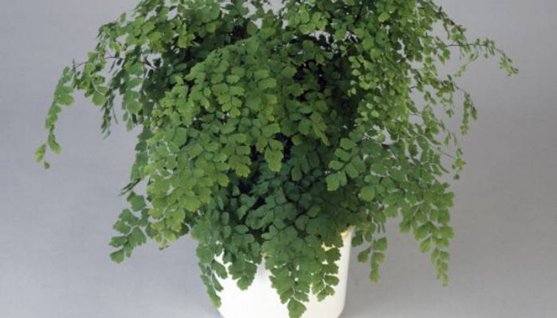 Maidenhair Fern how to grow indoor