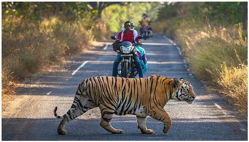 tiger infront of the bike at Tadoba Andhari Tiger Reserve