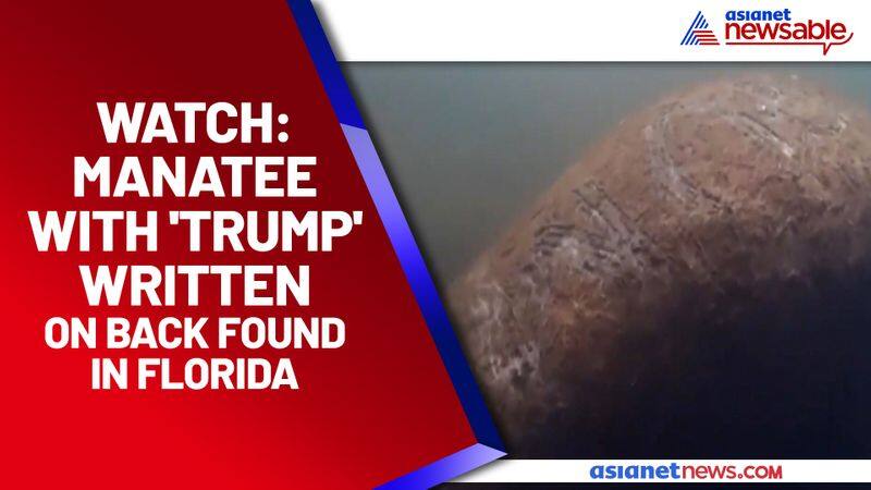 Manatee with 'Trump' scraped on back goes viral: Check out - gps