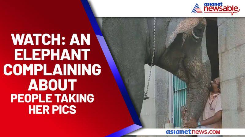 Adorable video of a camera-shy elephant talking to her mahout goes viral - gps