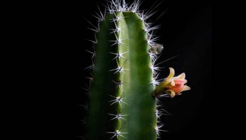 how to grow and care Peruvian Apple Cactus