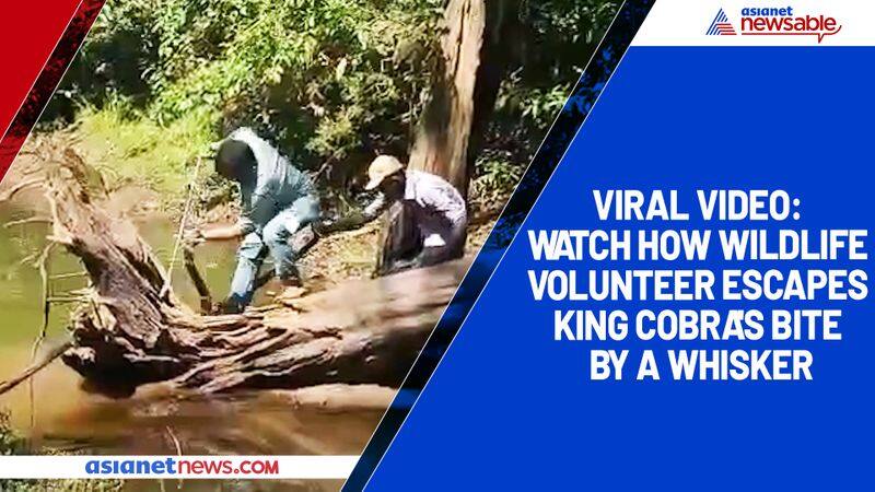 Viral video Watch how wildlife volunteer escapes king cobra's bite by a whisker-ycb