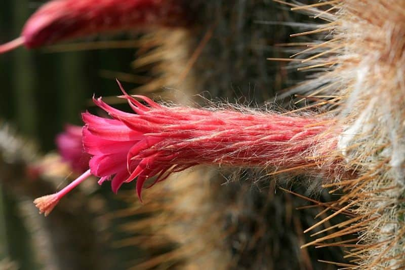 Cactus With Orange Flowers