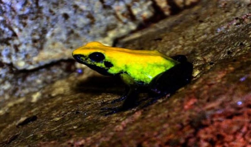 Monsoon Frogs Start   Reproduction in Malnad region snr