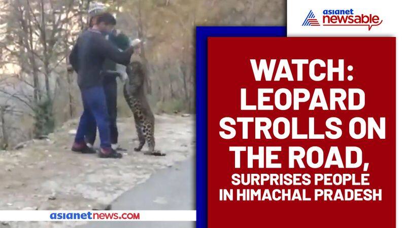 A leopard playing with people: Watch viral video - gps