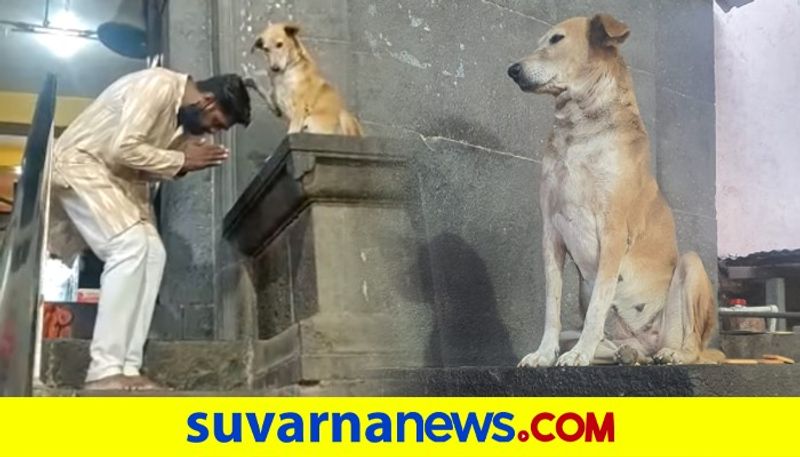 A dog blessing devotees at Maharashtras Ganesha temple dpl