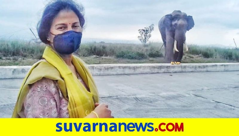 Wild elephant visits chamarajnagar temple after 3 years dpl