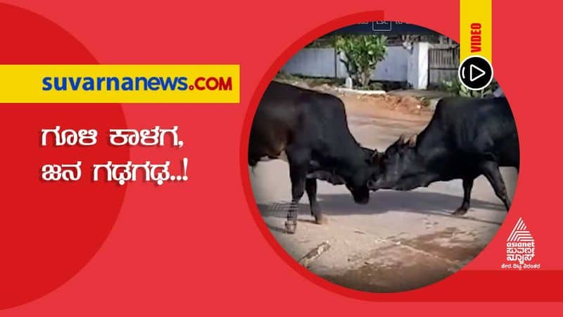 Bull Fight in Madikeri Leaves Onlookers Baffled hls