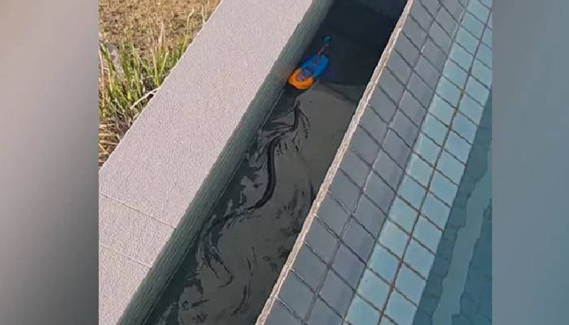 Family Finds One Of World's Most Venomous Snakes Swimming In Their Pool