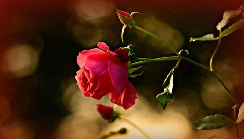 rose plant diseases and solutions