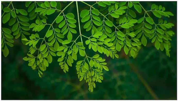 Moringa Leaves