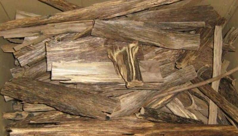 how to cultivate Agarwood